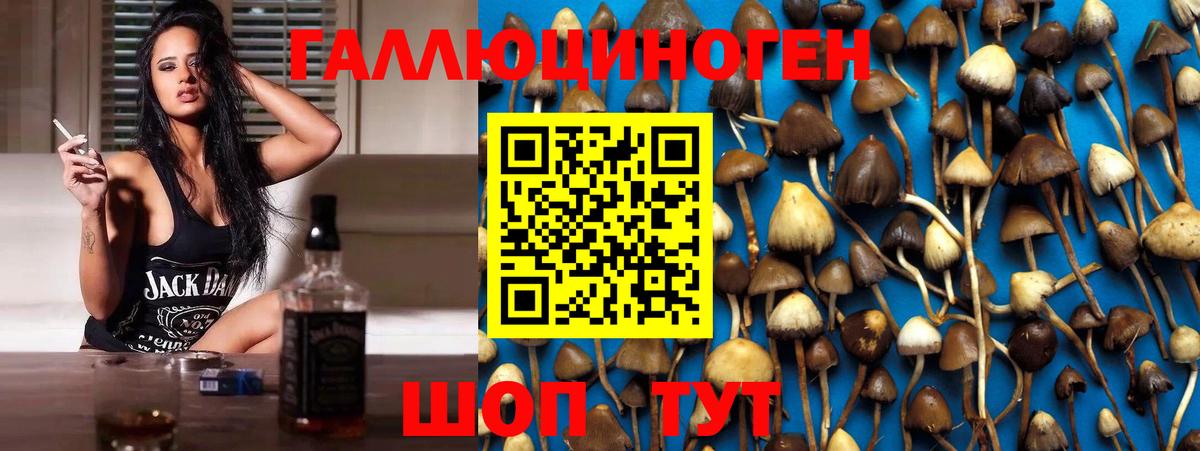 Псилоцибиновые грибы Кондопога